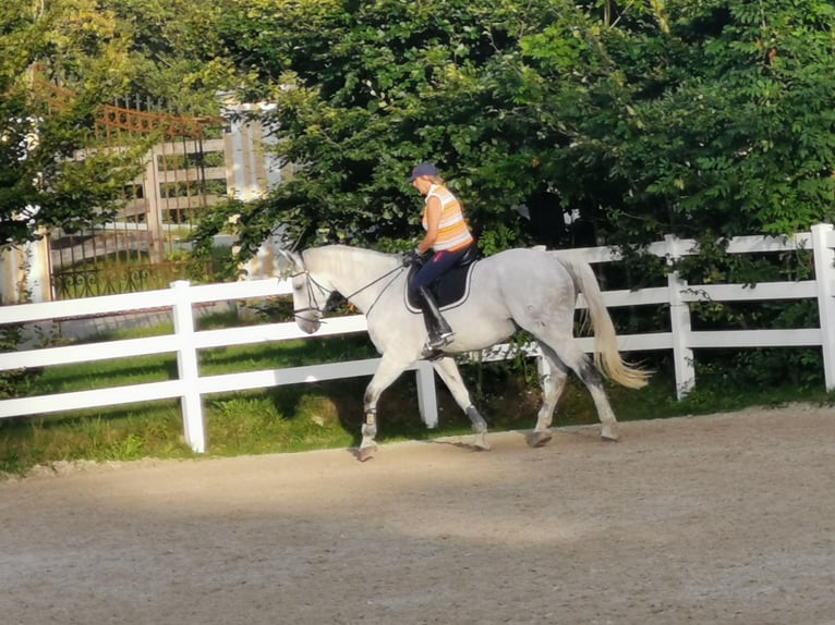Oldenbourg Hongre 17 Ans 178 cm Gris in Feldkirchen-Westerham