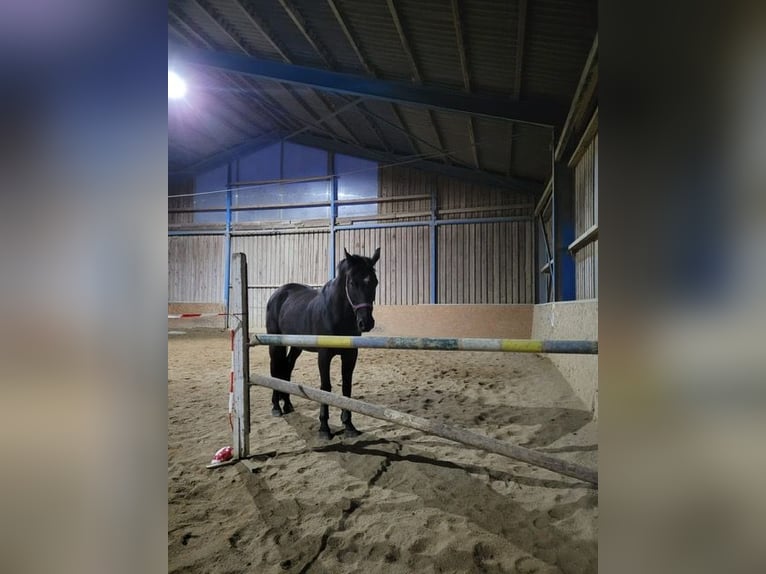 Oldenbourg Hongre 17 Ans Bai in Allhartsberg