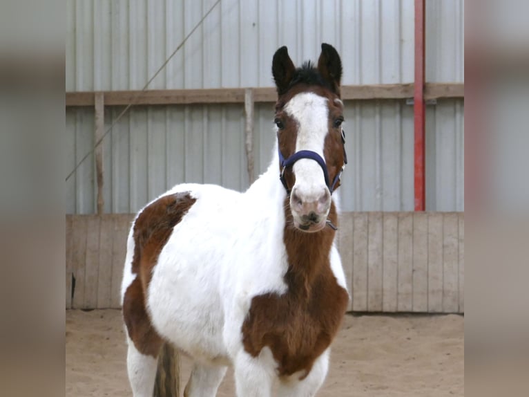 Oldenbourg Hongre 18 Ans 160 cm Pinto in Borgentreich