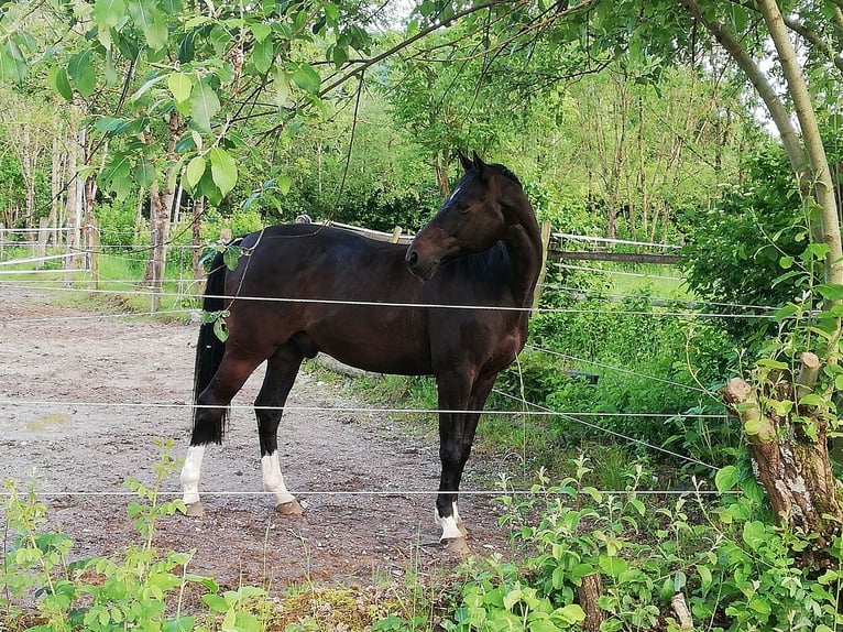 Oldenbourg Hongre 18 Ans 165 cm Bai brun in Reutlingen