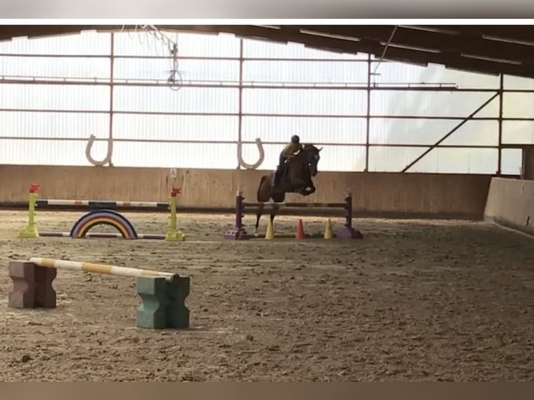 Oldenbourg Hongre 18 Ans 167 cm Bai in Freden (Leine)
