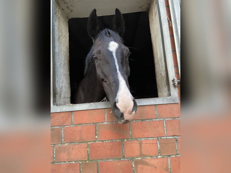 Oldenbourg Hongre 18 Ans 170 cm Noir in Bremen