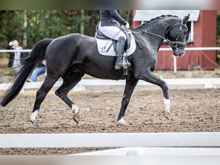 Oldenbourg Hongre 18 Ans 170 cm Noir in Bremen