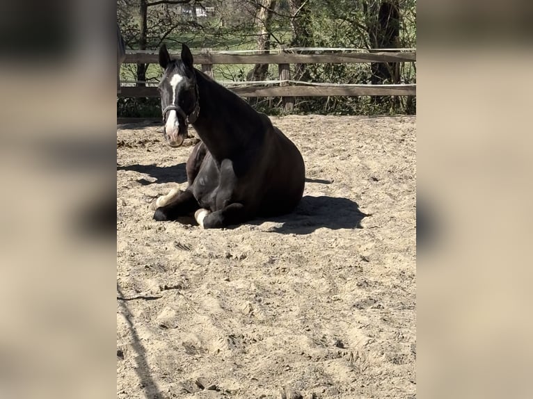 Oldenbourg Hongre 18 Ans 170 cm Noir in Bremen