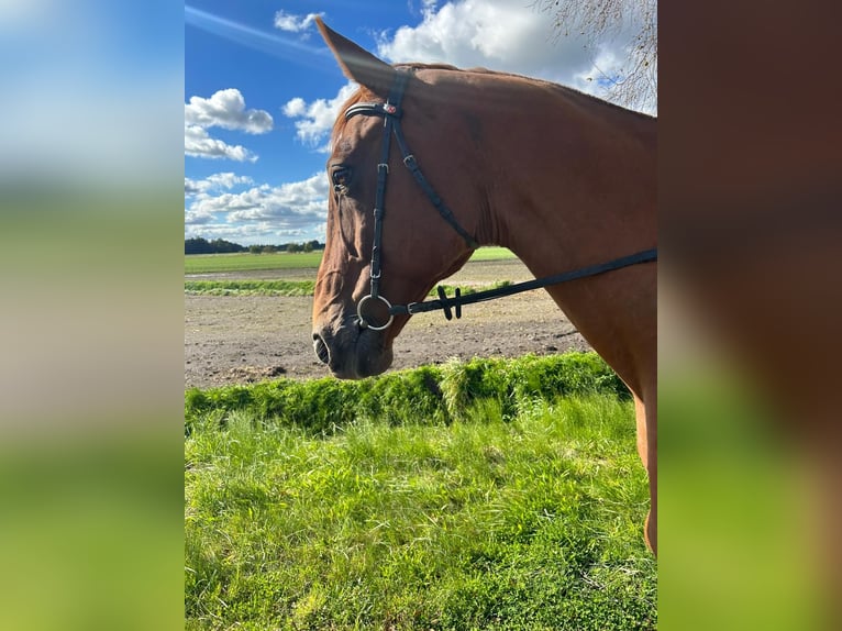 Oldenbourg Hongre 18 Ans 174 cm Alezan in Großheide Berumerfehn