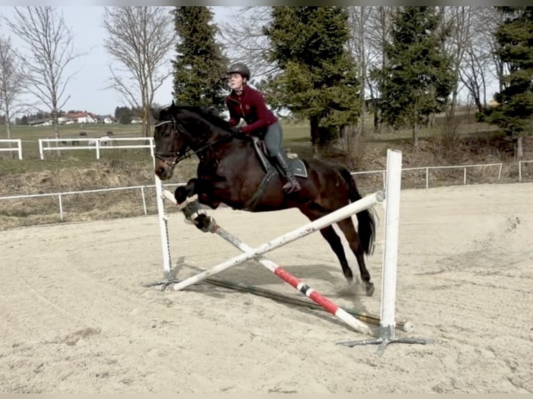 Oldenbourg Hongre 18 Ans 174 cm Bai brun in Pelmberg