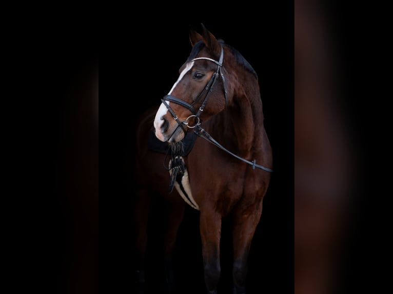 Oldenbourg Hongre 18 Ans 174 cm Bai in Ellwangen (Jagst)