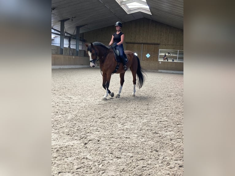 Oldenbourg Hongre 18 Ans 175 cm Bai in Heeze