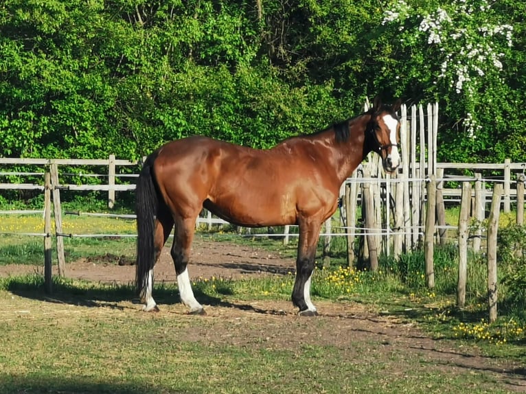 Oldenbourg Hongre 18 Ans 175 cm Bai in Heeze