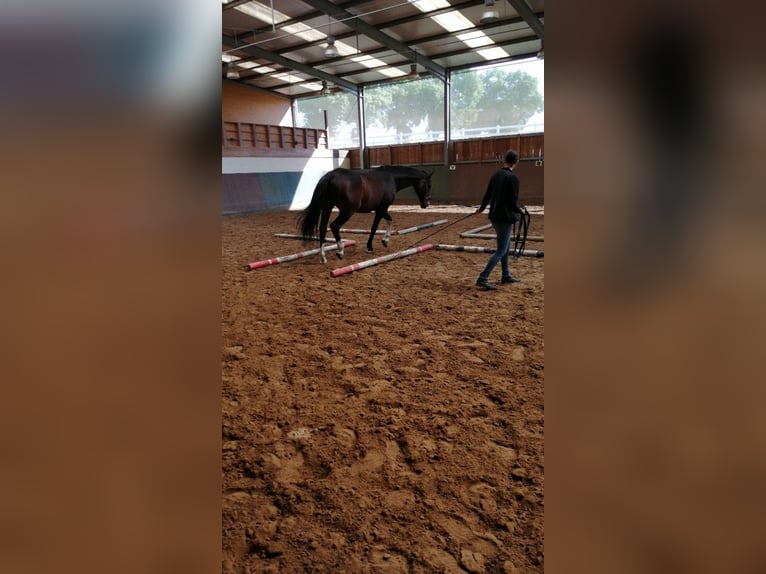 Oldenbourg Hongre 18 Ans 176 cm Bai brun in Kuhlen-Wendorf