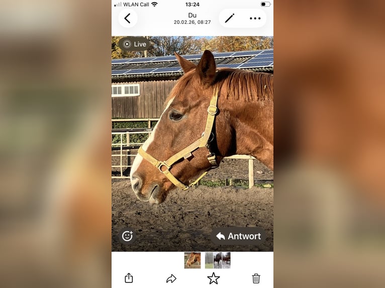 Oldenbourg Hongre 19 Ans 164 cm Alezan in Römstedt