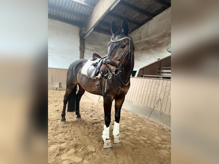 Oldenbourg Hongre 19 Ans 164 cm Bai brun in Ottendorf