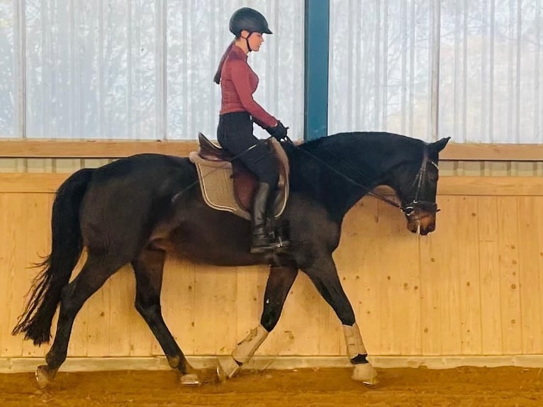 Oldenbourg Hongre 19 Ans 164 cm Bai brun in Ottendorf