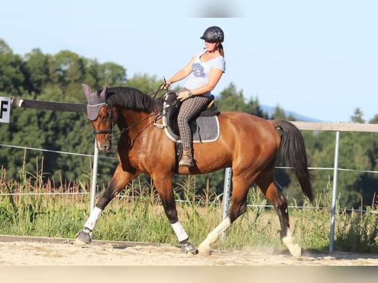 Oldenbourg Hongre 19 Ans 175 cm Bai in Hausmening