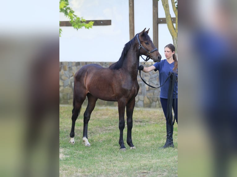 Oldenbourg Hongre 1 Année 160 cm Bai brun in Britovka