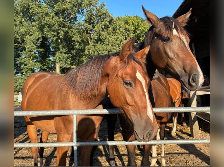 Oldenbourg Hongre 1 Année 165 cm Bai in Grove