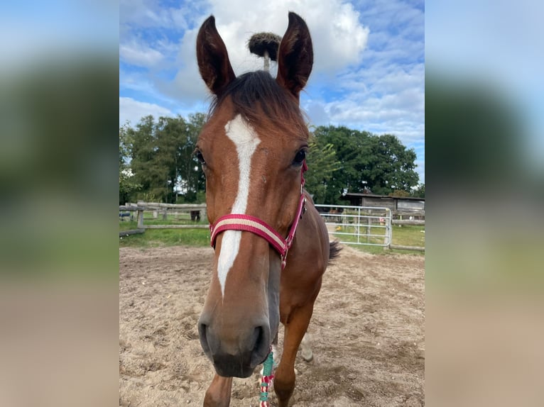 Oldenbourg Hongre 1 Année 165 cm Bai in Grove