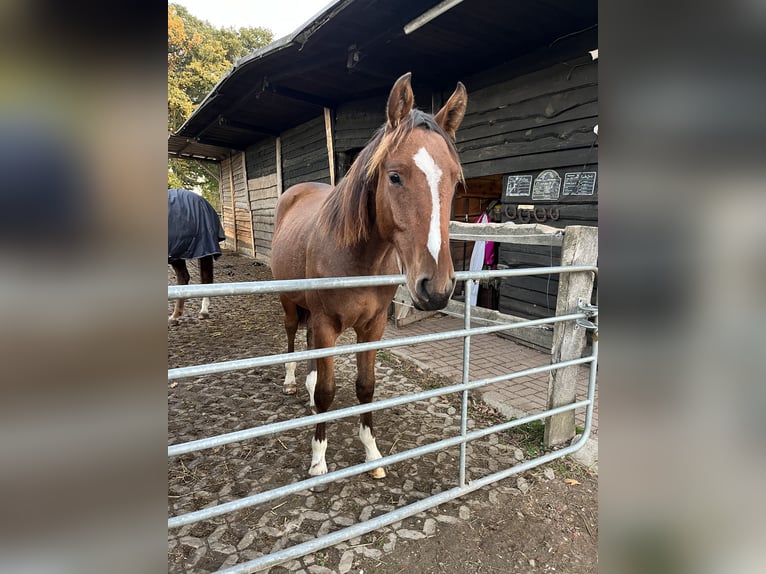 Oldenbourg Hongre 1 Année 165 cm Bai in Grove