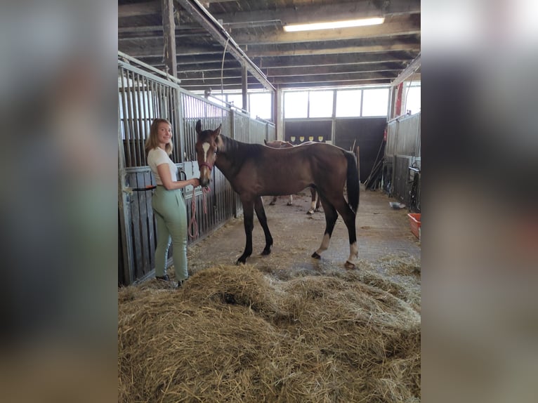 Oldenbourg Hongre 1 Année 168 cm Bai brun in Garbsen