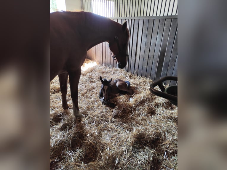 Oldenbourg Hongre 1 Année 168 cm Bai brun in Garbsen