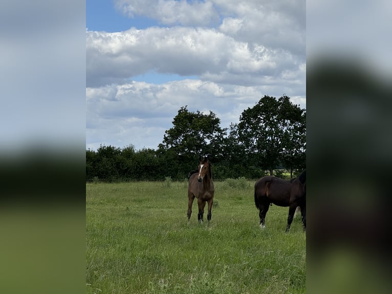 Oldenbourg Hongre 1 Année 168 cm Bai brun in Garbsen