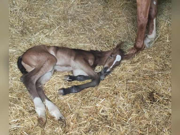 Oldenbourg Hongre 1 Année 168 cm Bai brun in Garbsen