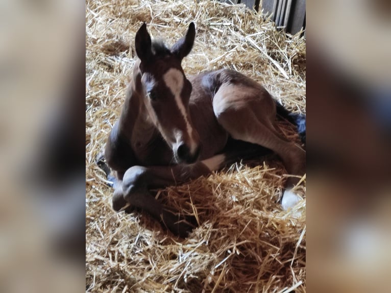 Oldenbourg Hongre 1 Année 168 cm Bai brun in Garbsen