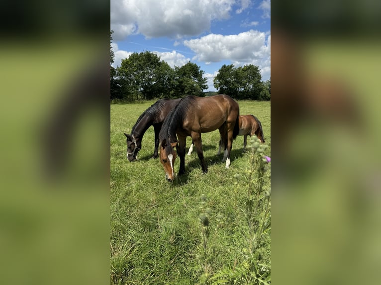 Oldenbourg Hongre 1 Année 168 cm Bai brun in Garbsen