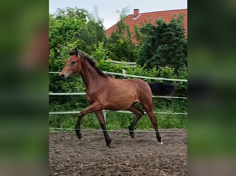 Oldenbourg Hongre 1 Année 168 cm Bai in Oebisfelde