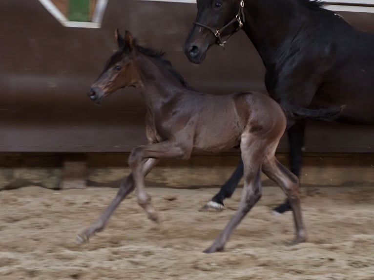 Oldenbourg Hongre 1 Année 168 cm Noir in Bramsche