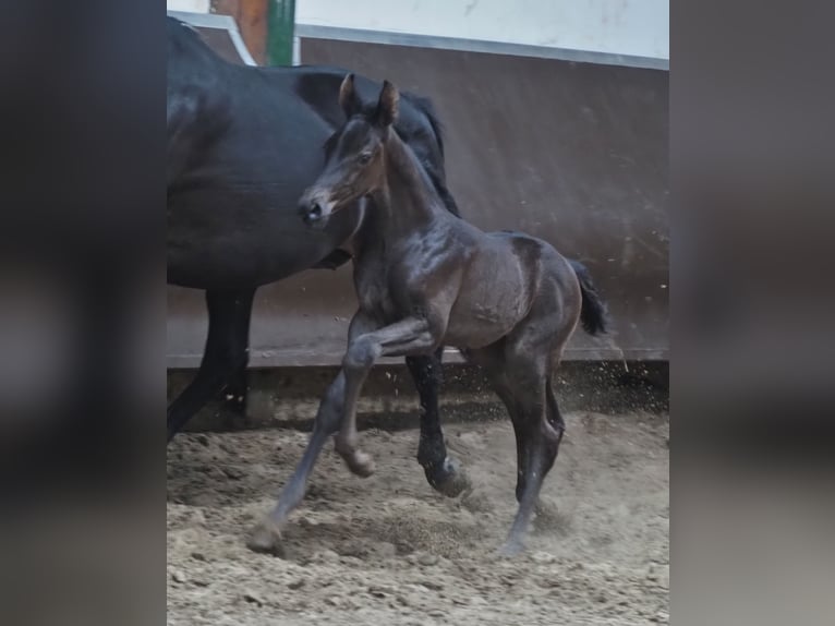 Oldenbourg Hongre 1 Année 168 cm Noir in Bramsche