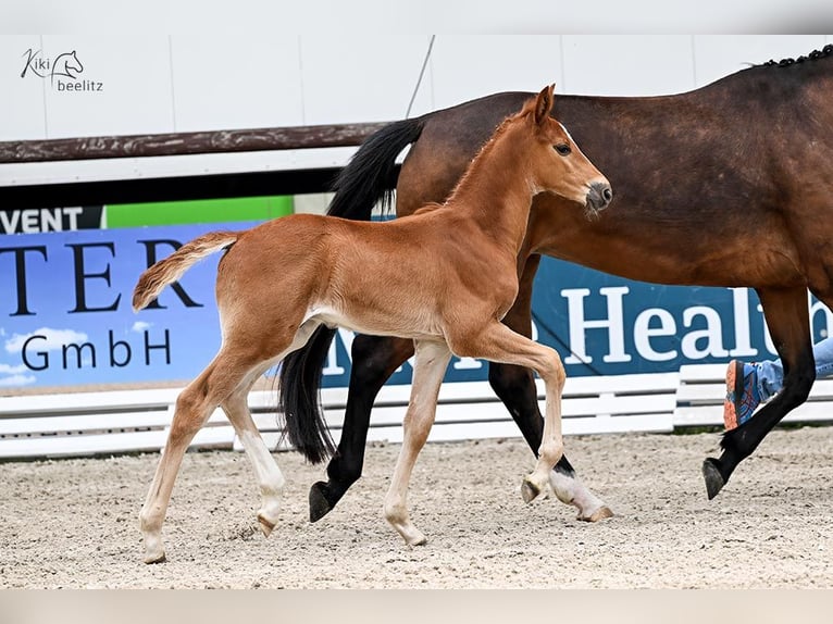 Oldenbourg Hongre 1 Année 170 cm Alezan in Wilhelmshaven