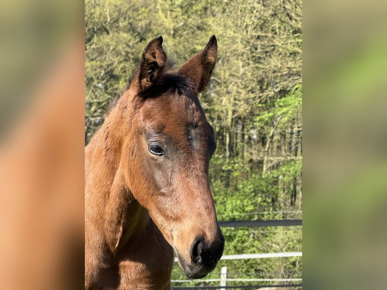 Oldenbourg Hongre 1 Année 170 cm Bai in Dunningen
