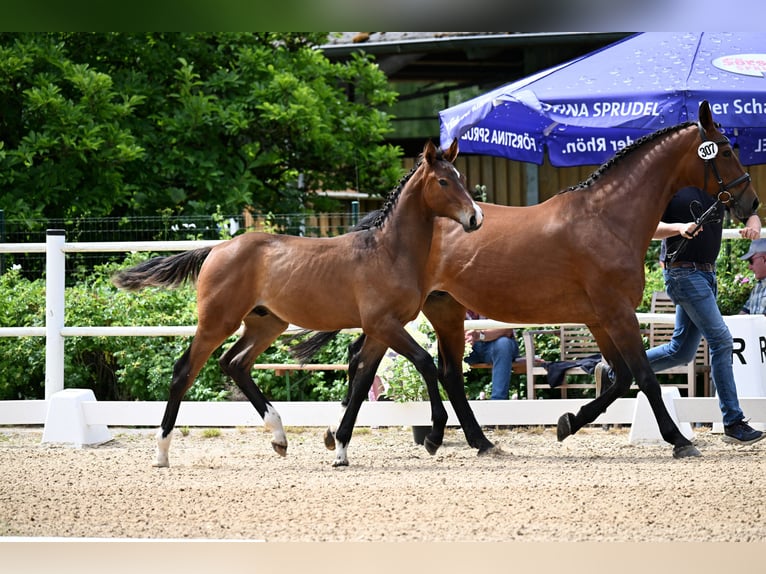 Oldenbourg Hongre 1 Année 170 cm Bai in Mücke