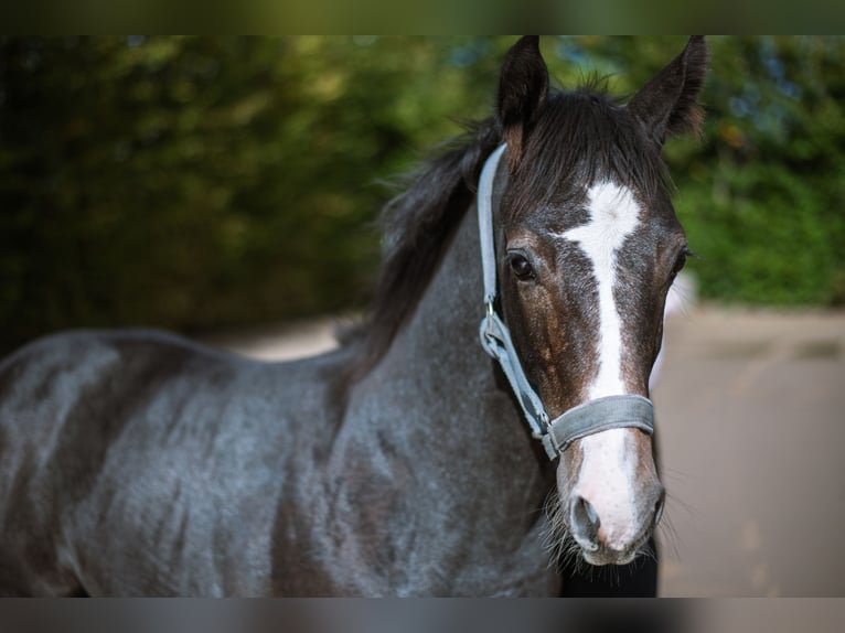 Oldenbourg Hongre 1 Année 170 cm Peut devenir gris in Wei&#xDF;enbr&#xFC;chen