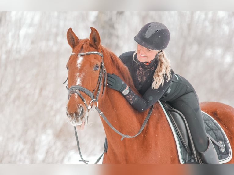 Oldenbourg Hongre 20 Ans 162 cm Alezan in Warburg