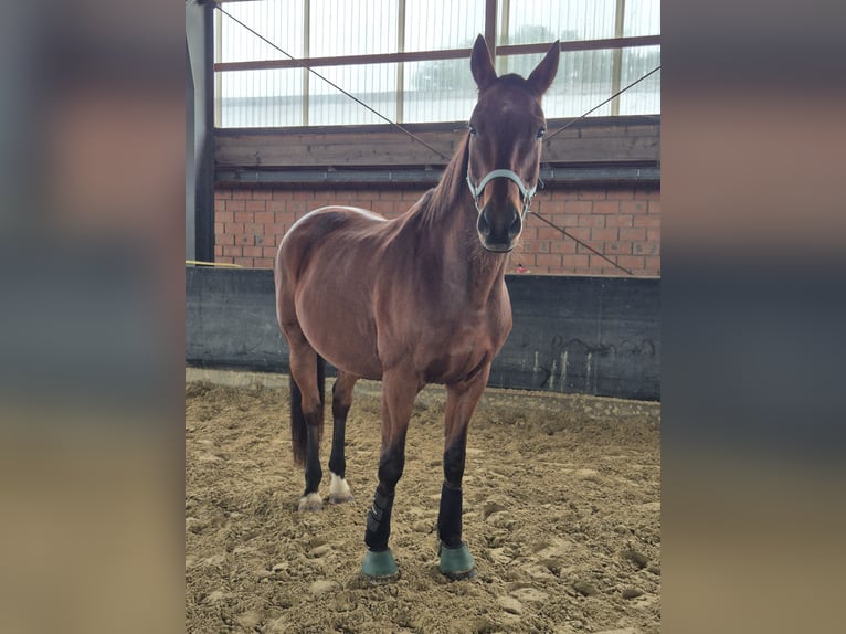 Oldenbourg Hongre 20 Ans 169 cm Bai in Bassum
