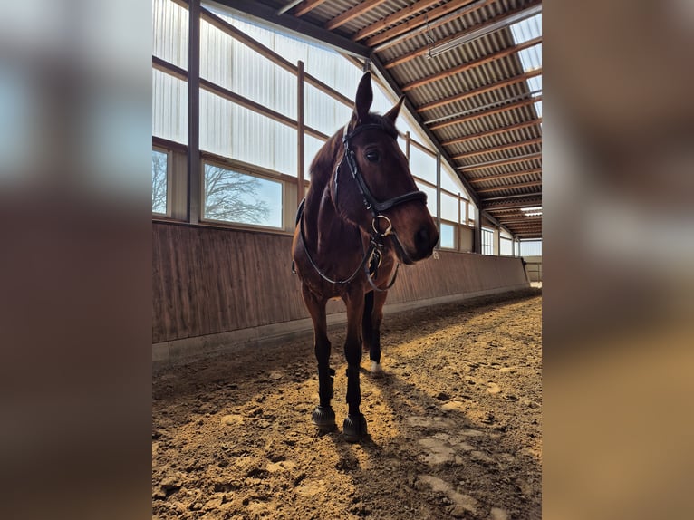 Oldenbourg Hongre 20 Ans 169 cm Bai in Bassum