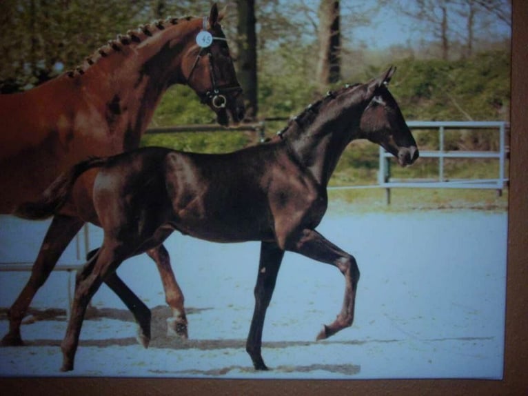 Oldenbourg Hongre 20 Ans 170 cm Noir in Langenhagen