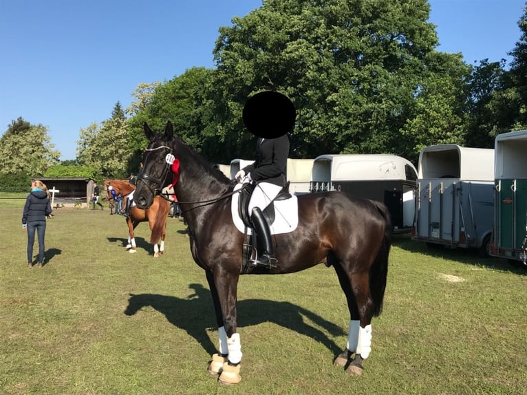 Oldenbourg Hongre 20 Ans 170 cm Noir in Langenhagen