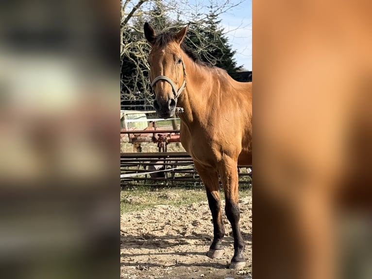 Oldenbourg Hongre 20 Ans 174 cm Bai in Klein Berßen