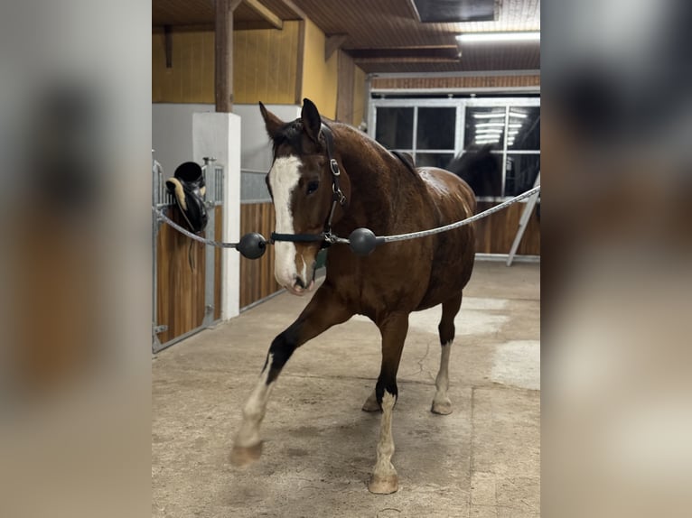 Oldenbourg Hongre 20 Ans 176 cm Bai in Bremen