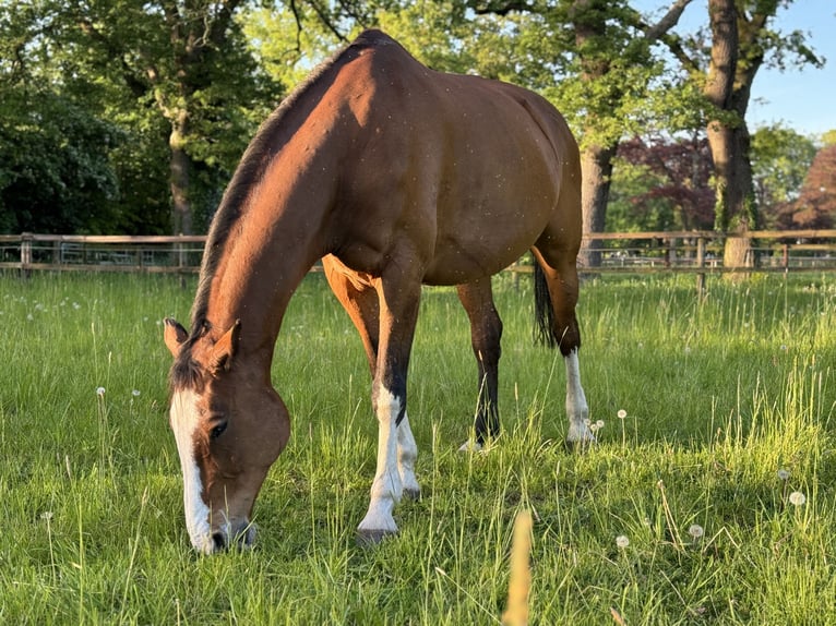 Oldenbourg Hongre 20 Ans 176 cm Bai in Bremen