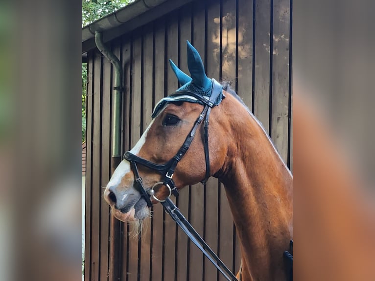 Oldenbourg Hongre 20 Ans 176 cm Bai in Bremen