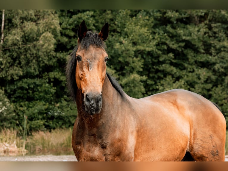 Oldenbourg Hongre 20 Ans 178 cm Bai in Rosendahl