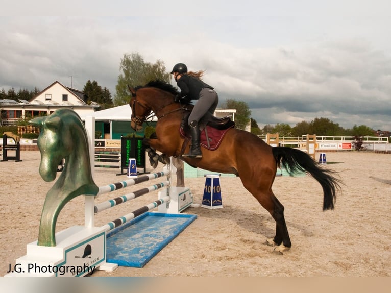 Oldenbourg Hongre 20 Ans in Weingarten