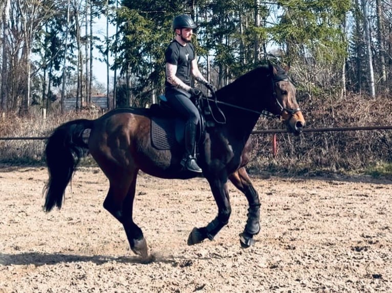 Oldenbourg Hongre 21 Ans 181 cm Bai in Herzlake