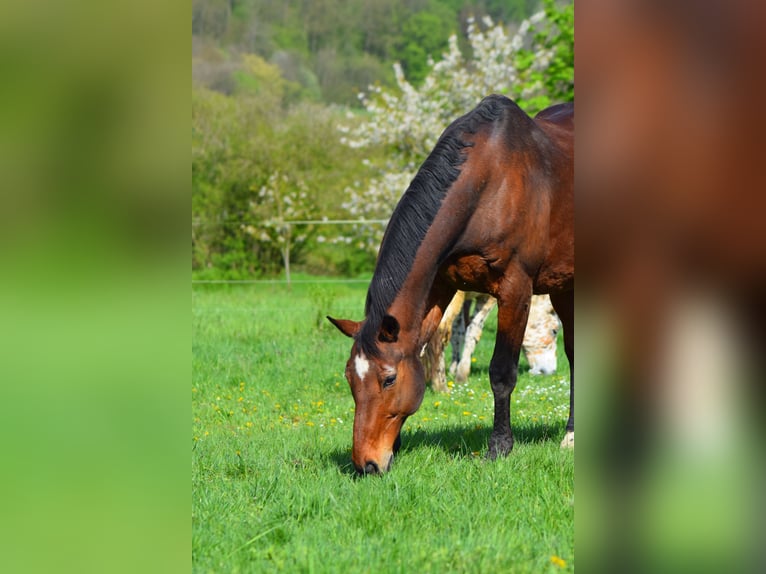 Oldenbourg Hongre 23 Ans 169 cm Bai in Königsberg in Bayern