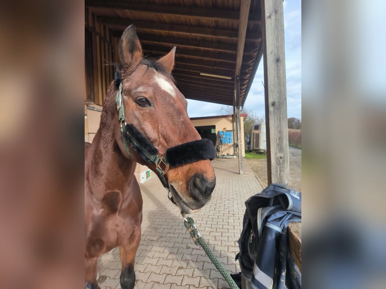 Oldenbourg Hongre 23 Ans 169 cm Bai in Königsberg in Bayern