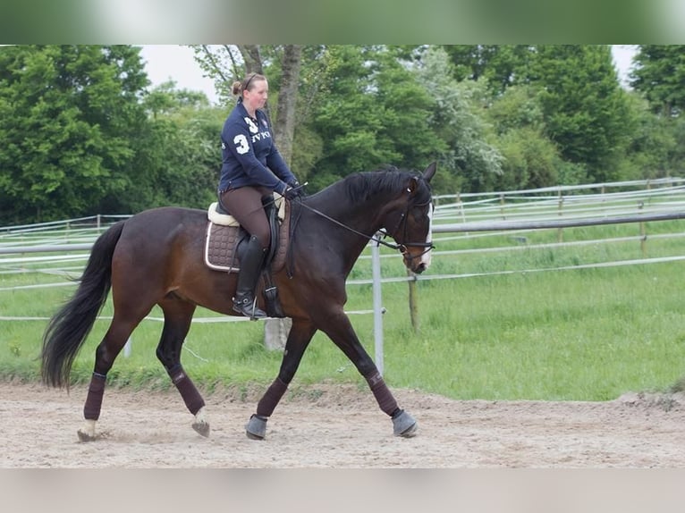 Oldenbourg Hongre 23 Ans 171 cm Bai brun in Eppelheim